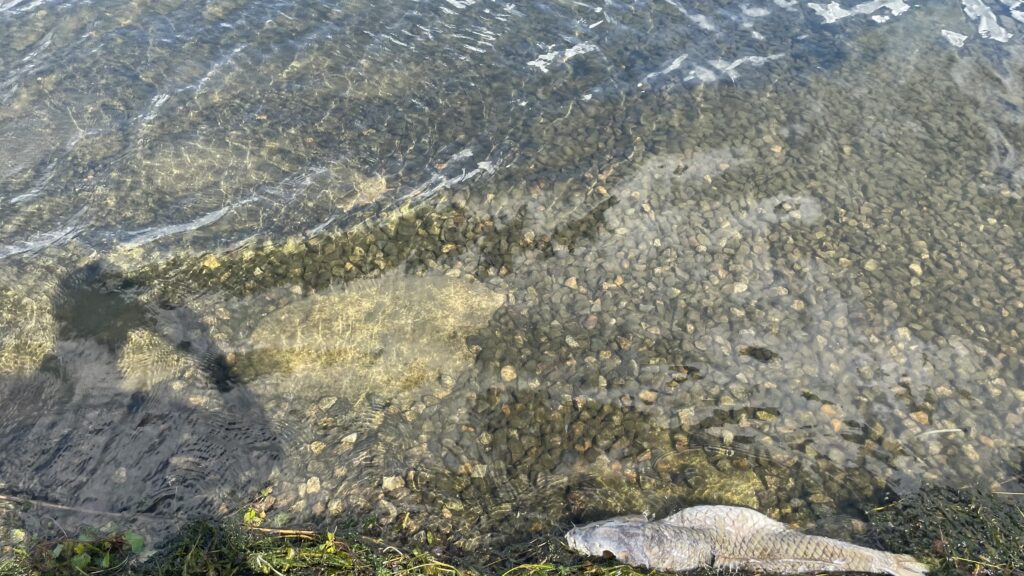 砂利質から大きめのゴロタへの変化点