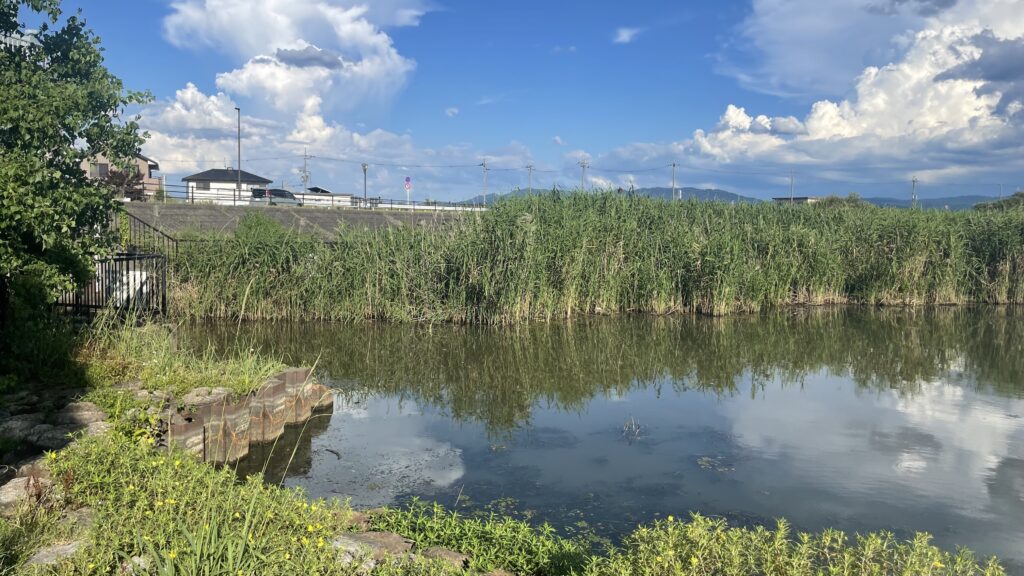 北山田南側水門の写真　葦や垂直護岸で形成されており，バスをストックする要素が多い